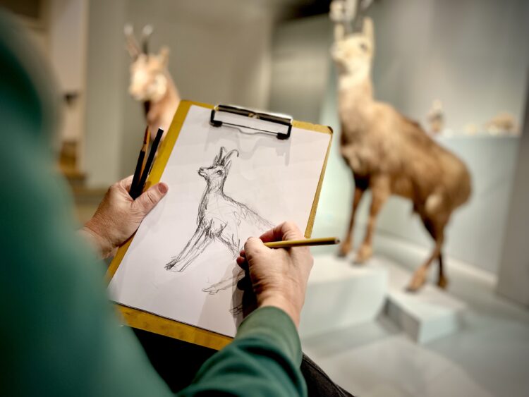 Offenes Zeichnen im Naturmuseum